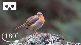 Unwind In A Forest In The Scottish Highlands | VR 180 | BBC Earth