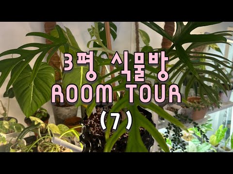 [식물vlog] 3평 가게창고 식물방 ROOM TOUR 🌿 귀여운 아프리카 식물 & 다육이 추천