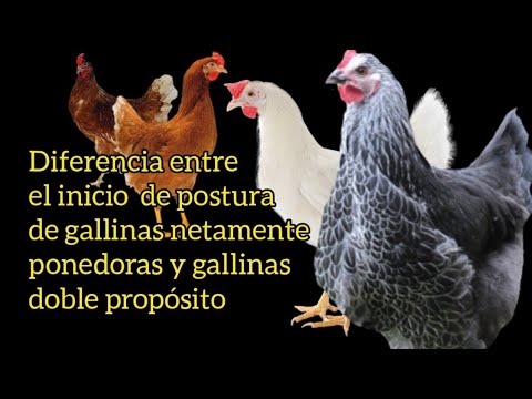 , title : 'Diferencia entre el inicio de postura de las gallinas netamente ponedoras y gallinas doble propósito'