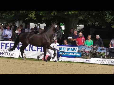 OlHPrA Dancing Darling von DAILY DEAL - Elitestutenschau Rastede