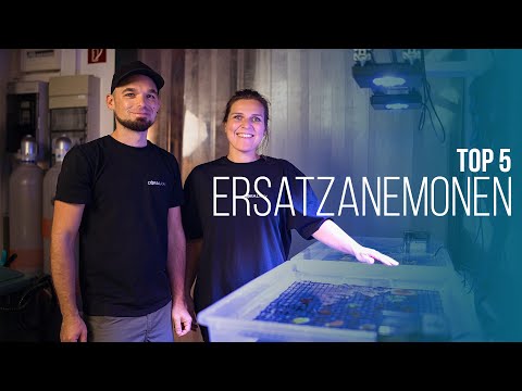 TOP 5 | Replacement anemones for clownfish | Coralaxy