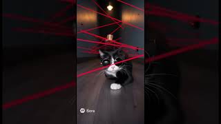 Secret Agent Cat 🕶️🐈