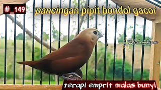 Download lagu white-headed munia java finch sparrow chirping,stimulant birds to sing 149 mp3