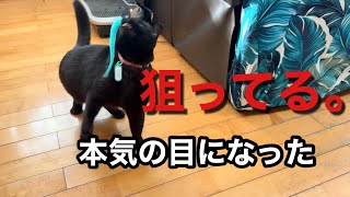 黒猫キキ、遊びが本気すぎて狩りになってる