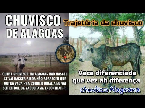 fan remembers the trajectory of the drizzle that left history in the lands of Alagoas.