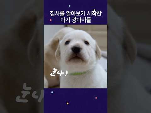 집사를 알아보기 시작한 아기 강아지들