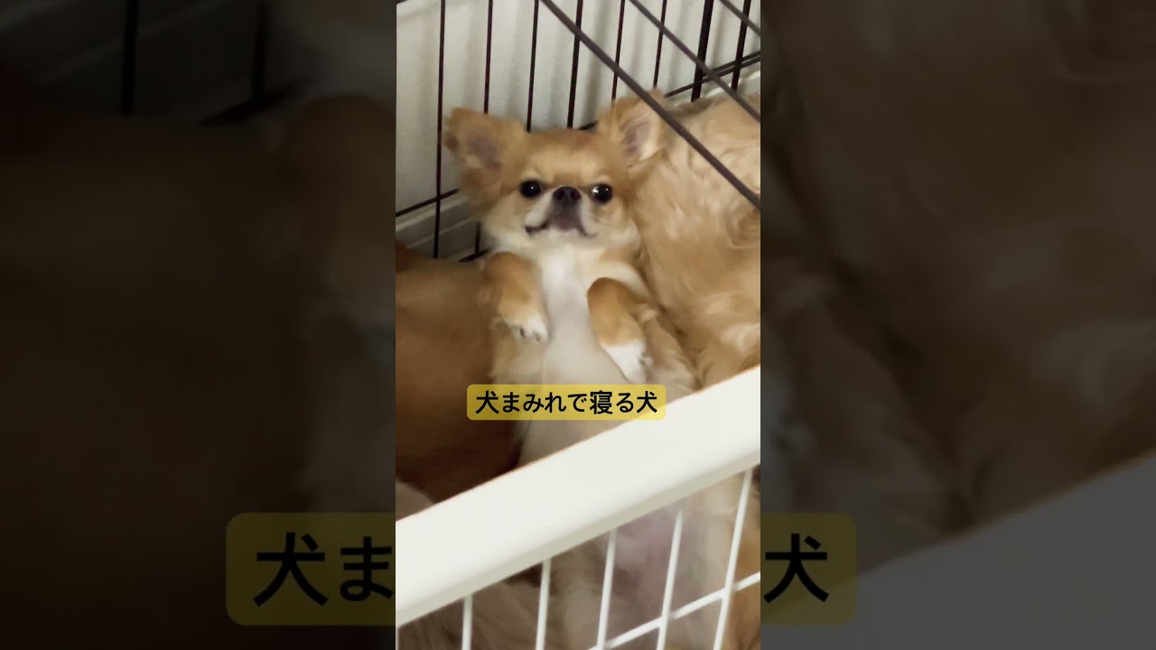 仲良く暮らしてます◎ #いぬのいる生活