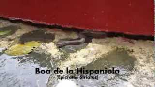 preview picture of video 'Boa de la Hispaniola (Epicrates Striatus)'