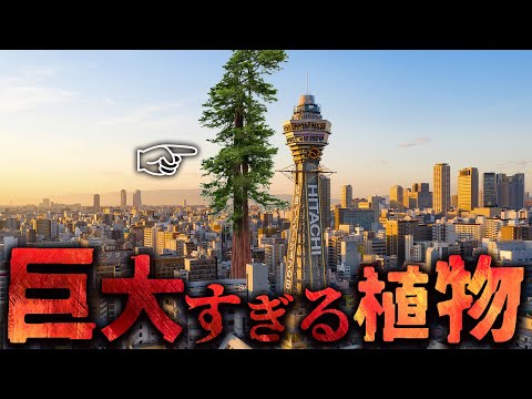 ヘビセダム 植物