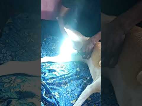 power of street dog#@asomiya.edits-02  #viral #shorts