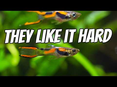Best Fish for Hard Water Aquariums