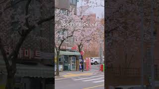 26.03.30 cherry blossom in seoul🌸 #seoul#koreatravel#spring