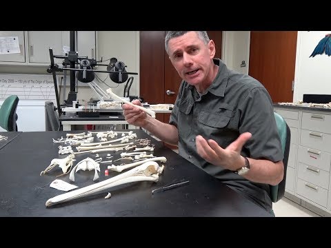 Random Act of Anatomy - dozens of bird skeletons