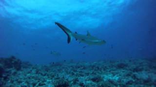 preview picture of video 'Voyage à Rangiroa'