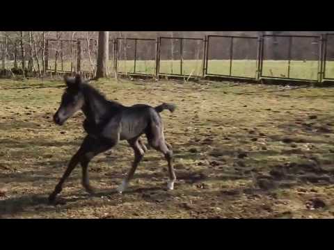 Hengstfohlen von Finest