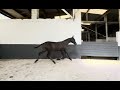 Pouliche noire pure race espagnole