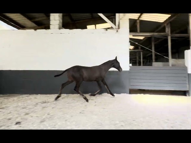  Pouliche noire pure race espagnole