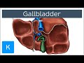 Gallbladder - Definition, Function & Location - Human Anatomy | Kenhub