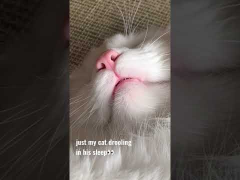 maine coon cat drooling while sleeping 👀