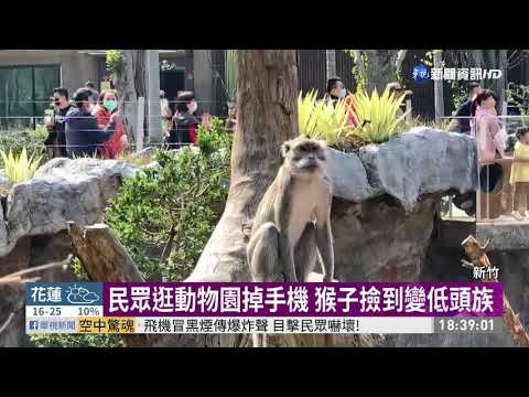 猴子當低頭族 撿民眾手機把玩成奇觀