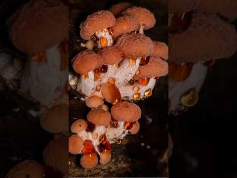 The Untold Story of wrinkled peach mushrooms | The Ultimate Guide to wrinkled peach#Rhodotuspalmatus