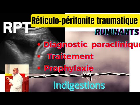 , title : 'Réticulo-péritonite Traumatique,Diagnostic paraclinique, traitement, prophylaxie chez les  ruminant'