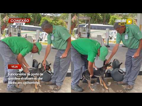Vídeo: Funcionários de posto de gasolina viralizam ao dar banho em cachorrinho.