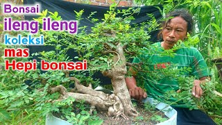 Download lagu Bincang bahan Bonsai ileng-ileng (phyllanthus reticulatus poir) koleksi Mas Hepi bonsai mp3 Download lagu Bincang bahan Bonsai ileng-ileng (phyllanthus reticulatus poir) koleksi Mas Hepi bonsai mp3