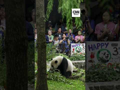 Diplomacia dos pandas: China envia casal de ursos após visita de Xi aos EUA