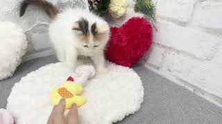 ラガマフィンの動画01