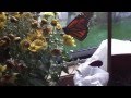 Monarch Butterfly Having Fun 3214