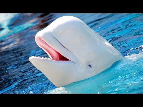 Arctic animals for kids pronunciation (with pictures)