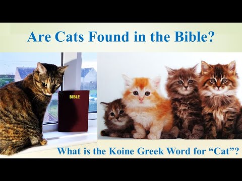 Are Cats Found in the Bible?