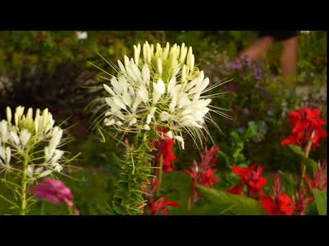 Cleome hassleriana & Canna indica 180710p003