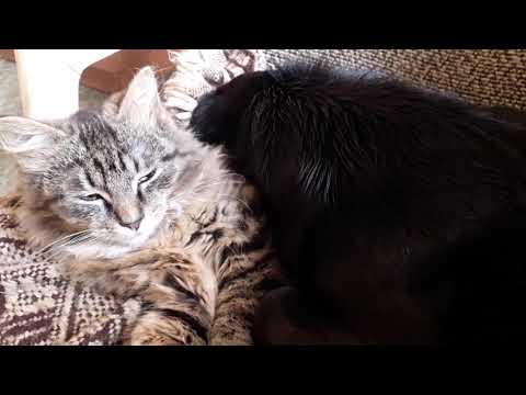 2019-03-28 Janis a Louis 🐾