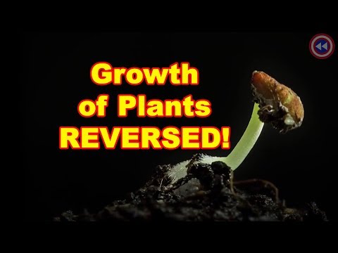 Growth of Plants - REVERSED!