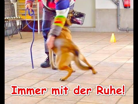 Aufbau einer „neuen“ Leinenführigkeit  – Erklär-Video