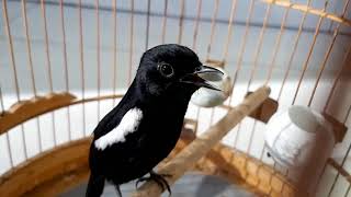 Download lagu chích chòe đất - luyện giọng chòe đất hót hay nhiều giọng - Burung Decu Gacor mp3