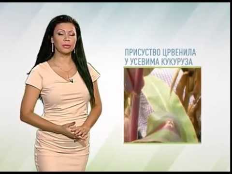 Zelena prognoza, 4.9.2015. - O prisustvu crvenila kukuruza