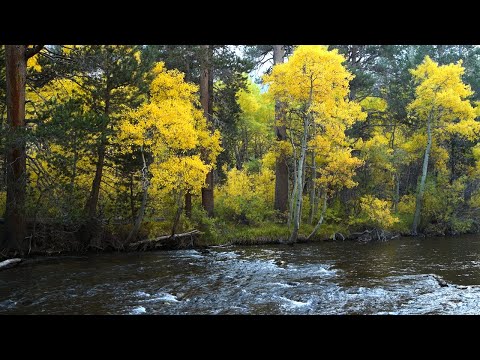 4K Sierra Nevada, California – River Sounds & Autumn Foliage