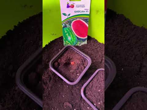 Время посева арбуза пришло ! #plant #flowers #арбуз #сеем #семена #сад #огород #рассада