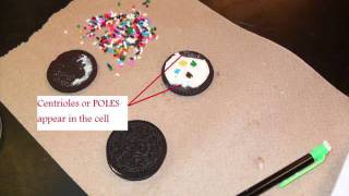Oreo Mitosis - Miss Shuman