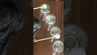 🚨 HANDS UP WHEN YOU HEAR THAT SOUND 🔊 #chinchilla #pets #dance #Linus