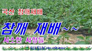 국산참깨재배 이것저것 알아두면 좋은 내용~~