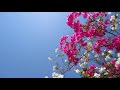 Niram Maratha Pookkal Title Song Ilaiyaraja Jency Bharathiraja Sudhakar Raadhika Rati