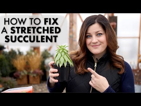 How to Fix a Leggy or Stretched Succulent! ✂️🌵// Garden Answer
