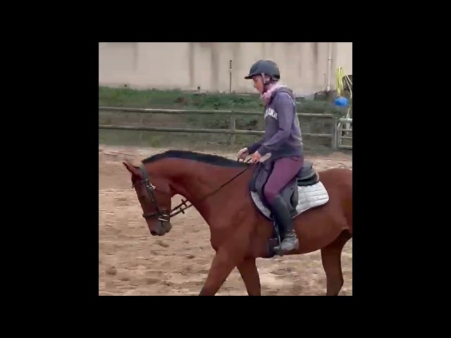 Hongre de 6 ans polyvalent