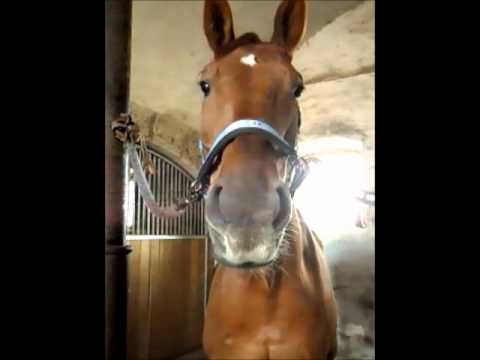 ein kleines großes Fohlen :P