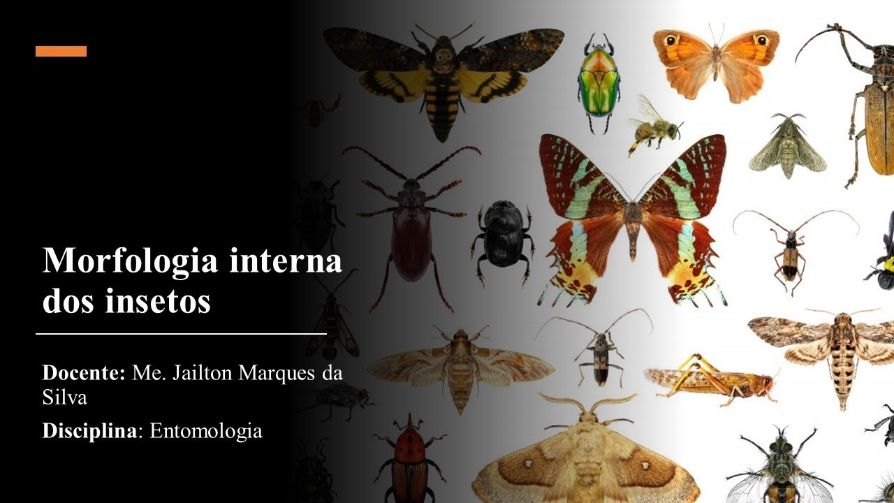 Morfologia interna - parte 1