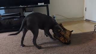 4 months old pitbull Thanos